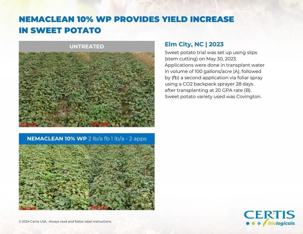 NemaClean Yield Increase in Sweet Potato Photography
