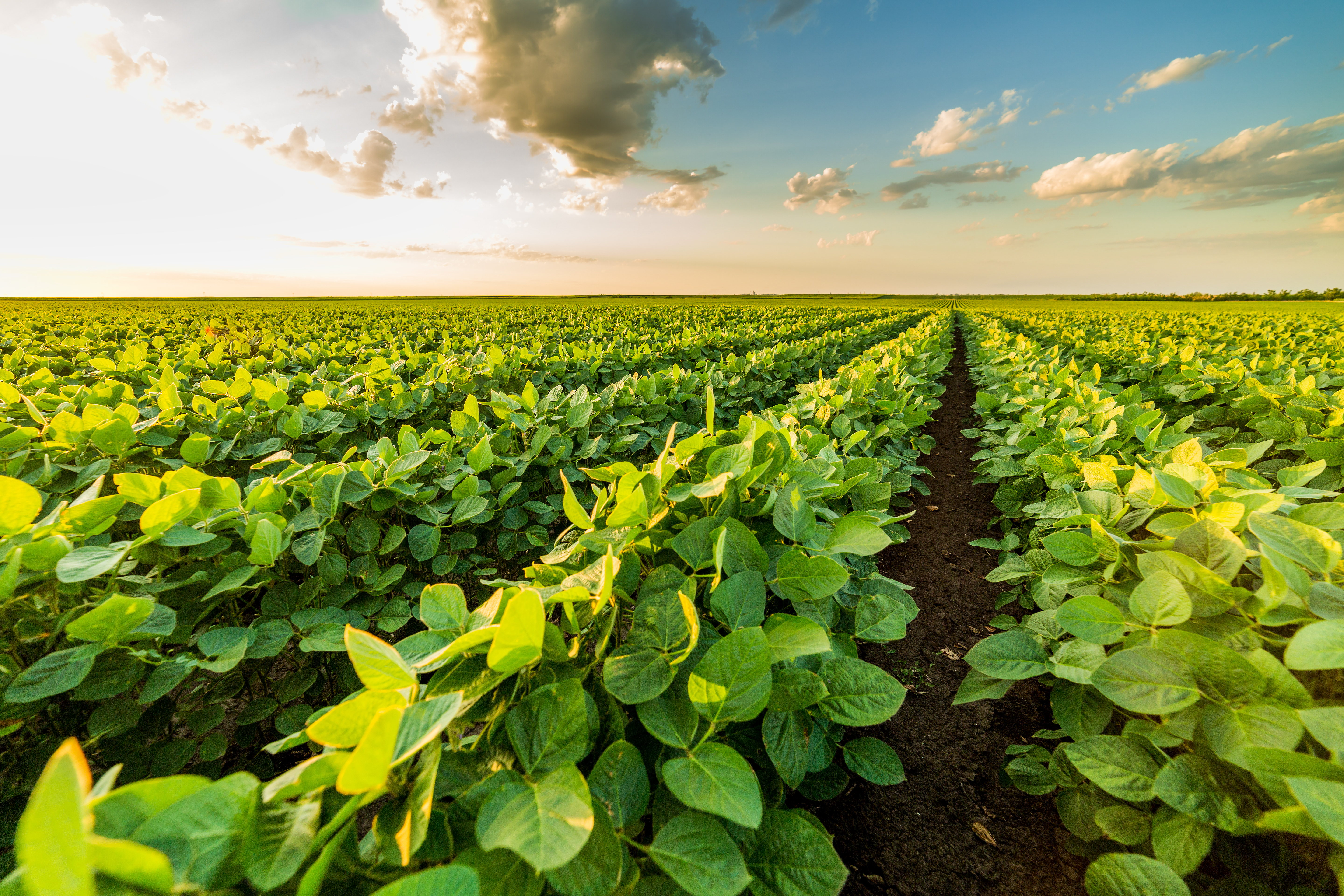 soyfield